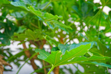 植物は、いつも、話しかけていると、言葉ではなく、テレパシーで。