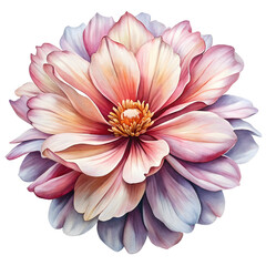 Fototapeta premium lotus flower isolated on white