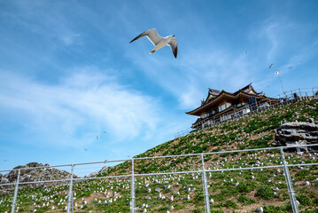 【青森県八戸市蕪島】うみねこ繁殖地の春