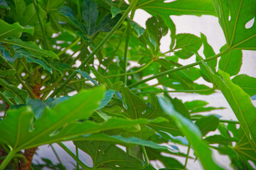 植物は、いつも、話しかけていると、言葉ではなく、テレパシーで。