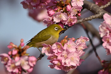 メジロと桜