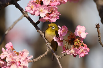 メジロと桜