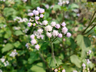 Ageratum conyzoides is a wild flowering plant in the family Asteraceae. Common names include Billygoat-weed, chick weed, goatweed, whiteweed.