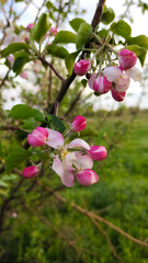 Apple tree flowers and buds bloom in spring.