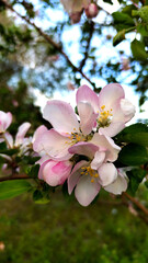 Apple tree flowers and buds bloom in spring.
