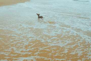 Dog jumping in the water at australian beach