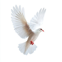 Obraz premium A graceful white dove in mid-flight isolated on white background