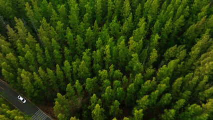 Fototapeta premium Aerial view of dark green forest road and white electric car Natural landscape and elevated roads Adventure travel and transportation and environmental protection concept