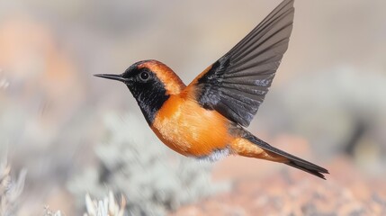 Fototapeta premium Stunning Orange Bird in Flight Wildlife Photography Nature