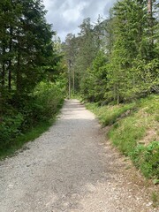 A peaceful forest trail winding through lush greenery, surrounded by towering trees. The serene pathway invites walkers and hikers to explore the natural beauty and tranquility of the woodland