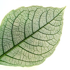 Detailed Green Leaf with Visible Veins and Texture