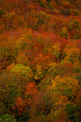 Fototapeta premium Hakoda mountain and Jogakura bridge view in Japan, famous travel destinations in autumn and fall season. Color of nature, season and leaf. An aerial view of maple tree, fantasy landscaped discovery.