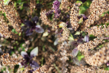 Spider web between dry leaves. Spider web against blurred bokeh background. Animals hunting method idea concept. Horizontal photo.