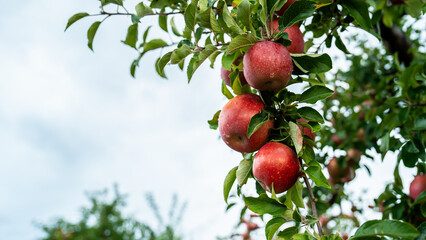 An apple farm during harvest season in a rainy day, concept of sustainable agricultural farming. Ripe Red and green apple. Abundance and juicy fruit full. Hirosaki Apple Park in Japan.