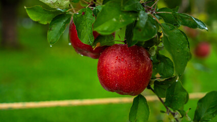 An apple farm during harvest season in a rainy day, concept of sustainable agricultural farming. Ripe Red and green apple. Abundance and juicy fruit full. Hirosaki Apple Park in Japan.