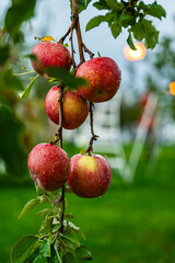 An apple farm during harvest season in a rainy day, concept of sustainable agricultural farming. Ripe Red and green apple. Abundance and juicy fruit full. Hirosaki Apple Park in Japan.