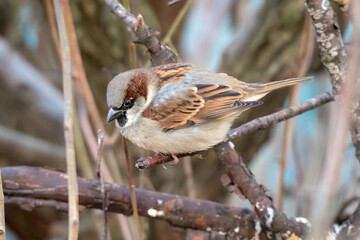 portrait of a sparrow on a branch