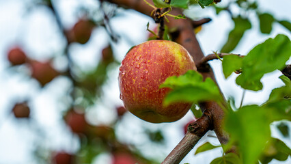 An apple farm during harvest season in a rainy day, concept of sustainable agricultural farming. Ripe Red and green apple. Abundance and juicy fruit full. Hirosaki Apple Park in Japan.