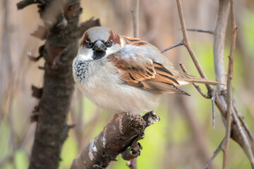 closeup portrait of a sparrow