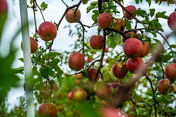 An apple farm during harvest season in a rainy day, concept of sustainable agricultural farming. Ripe Red and green apple. Abundance and juicy fruit full. Hirosaki Apple Park in Japan.