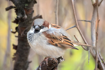 sparrow on a branch