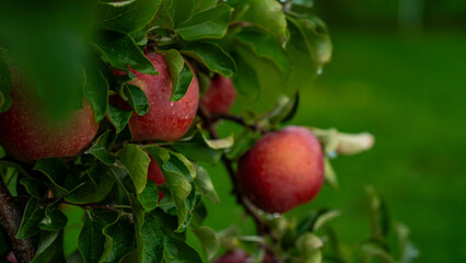 An apple farm during harvest season in a rainy day, concept of sustainable agricultural farming. Ripe Red and green apple. Abundance and juicy fruit full. Hirosaki Apple Park in Japan.