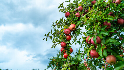 An apple farm during harvest season in a rainy day, concept of sustainable agricultural farming. Ripe Red and green apple. Abundance and juicy fruit full. Hirosaki Apple Park in Japan.