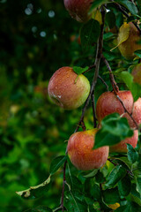 An apple farm during harvest season in a rainy day, concept of sustainable agricultural farming. Ripe Red and green apple. Abundance and juicy fruit full. Hirosaki Apple Park in Japan.