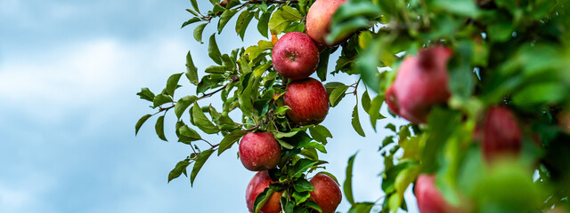An apple farm during harvest season in a rainy day, concept of sustainable agricultural farming. Ripe Red and green apple. Abundance and juicy fruit full. Hirosaki Apple Park in Japan.