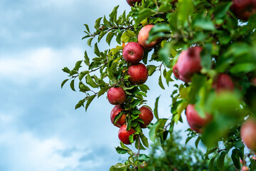 An apple farm during harvest season in a rainy day, concept of sustainable agricultural farming. Ripe Red and green apple. Abundance and juicy fruit full. Hirosaki Apple Park in Japan.