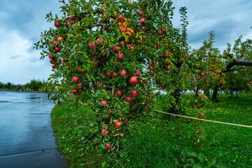 Fototapeta premium An apple farm during harvest season in a rainy day, concept of sustainable agricultural farming. Ripe Red and green apple. Abundance and juicy fruit full. Hirosaki Apple Park in Japan.