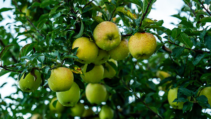 An apple farm during harvest season in a rainy day, concept of sustainable agricultural farming. Ripe Red and green apple. Abundance and juicy fruit full. Hirosaki Apple Park in Japan. picking.