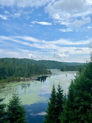 swamp with blue sky