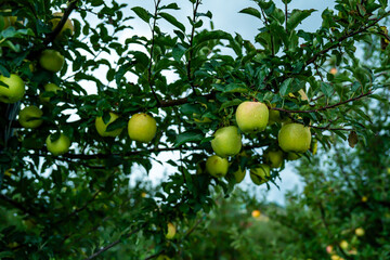 An apple farm during harvest season in a rainy day, concept of sustainable agricultural farming. Ripe Red and green apple. Abundance and juicy fruit full. Hirosaki Apple Park in Japan. picking.