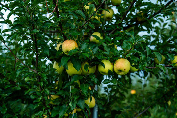 An apple farm during harvest season in a rainy day, concept of sustainable agricultural farming. Ripe Red and green apple. Abundance and juicy fruit full. Hirosaki Apple Park in Japan. picking.