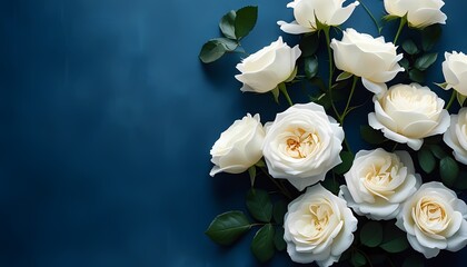 Obraz premium Beautiful white roses on a luxurious blue background, base for a card or poster with space for text