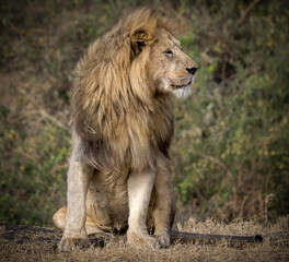 lion in the wild, Serengeti , Tanzania 