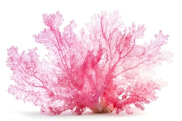 Coral isolated on white background.