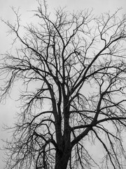 silhouette of a tree