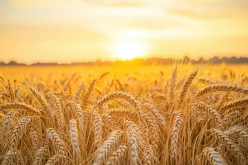 Naklejka premium A wheat field stretching into the horizon at sunset, with tall golden stalks swaying. The expansive sky provides ample blank space, perfect for environmental campaigns or farm-to-table promotions.
