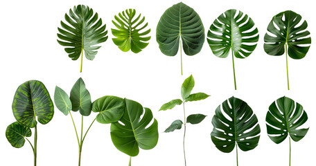 Obraz premium Tropical Green Leaves Collection Monstera, Palm, Philodendron Variety