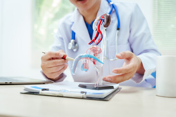 A male doctor sits at a desk in a hospital, discussing male urinary tract models and conditions...