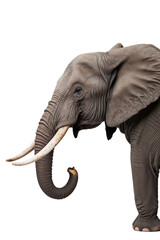 elephant isolated on white transparent background
