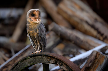 Barn owl close up ( Tyto alba )