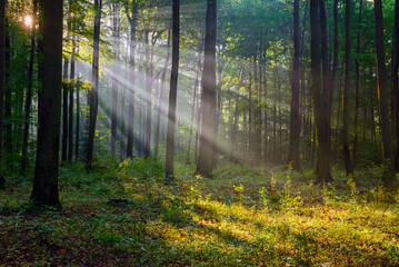 Obraz premium Beautiful sunny morning in green forest