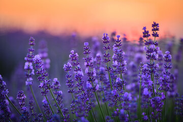 Pink lavender flowers during sunset
