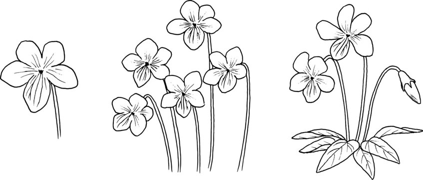 スミレの線画イラスト