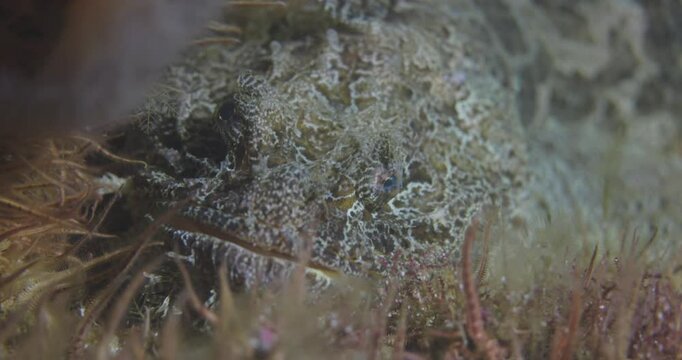 Dynamic underwater footage of Hemitripterus americanus (sea raven), a unique and spiny fish native to the Atlantic Ocean.