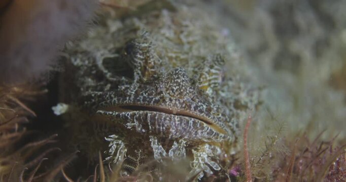 Dynamic underwater footage of Hemitripterus americanus (sea raven), a unique and spiny fish native to the Atlantic Ocean.