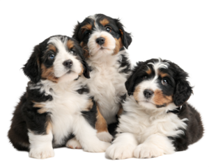 Bernedoodle puppies isolated on white background. Bernedoodle puppies sitting and looking at camera on white background